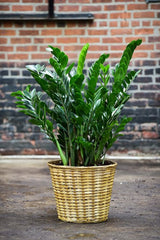 gabriellas plants zz ZZ Plant – Interior Foliage Design