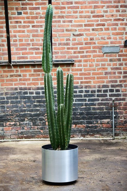 Cereus Peruvianus – Interior Foliage Design